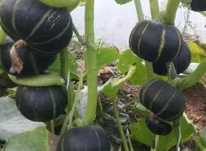 栗子娱乐吃瓜,揭秘栗子娱乐吃瓜背后的真相